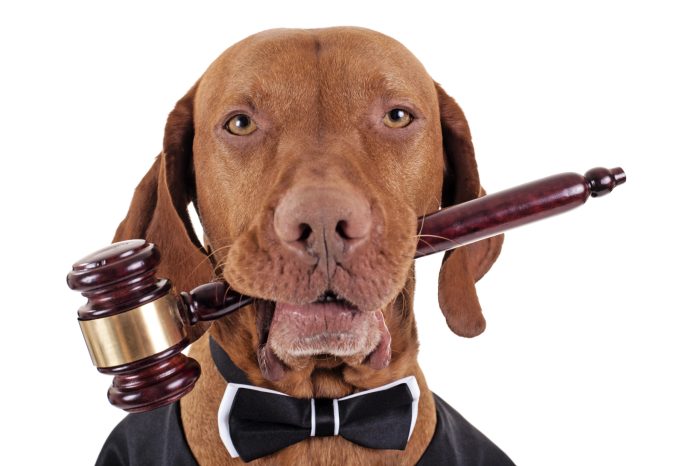 Animal lawyer