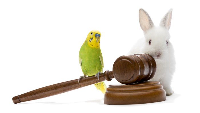 Animal lawyer